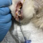 local dental block